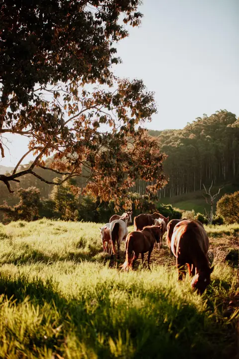 Cavalos pastando no campo da propriedade, na luz do fim da tarde