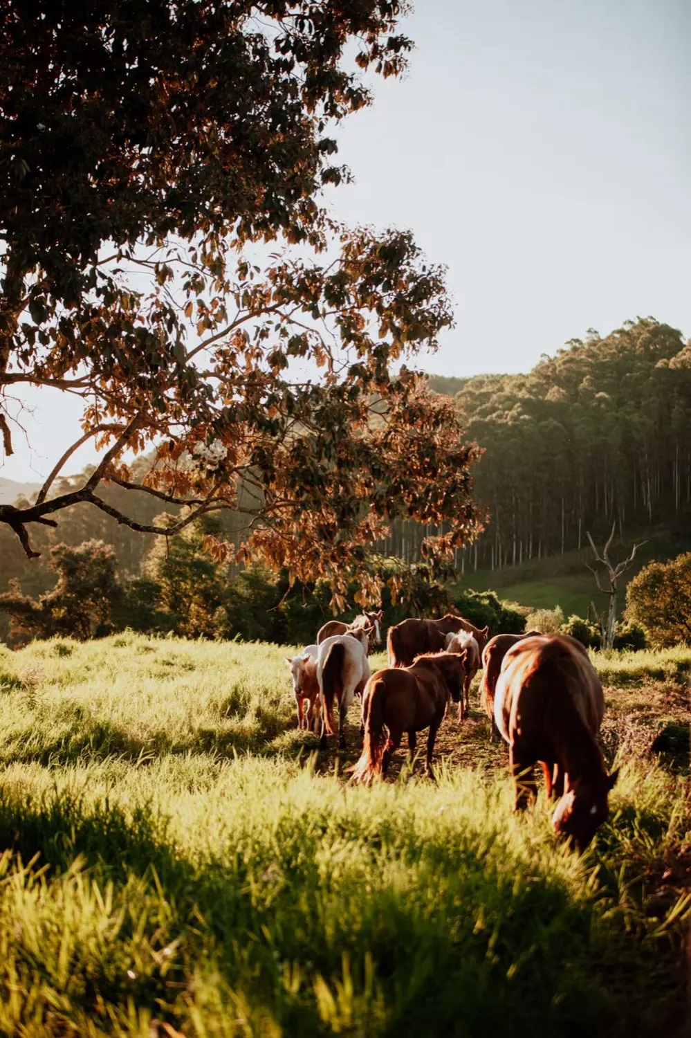 Cavalos no campo ao entardecer, na propriedade do Serra do Horizonte