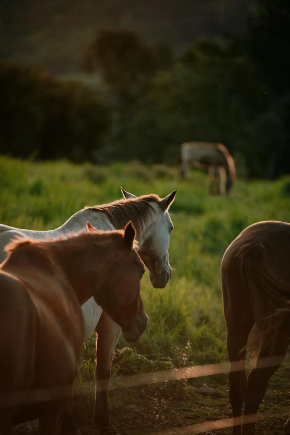 Cavalos de perto na luz dourada do fim de tarde