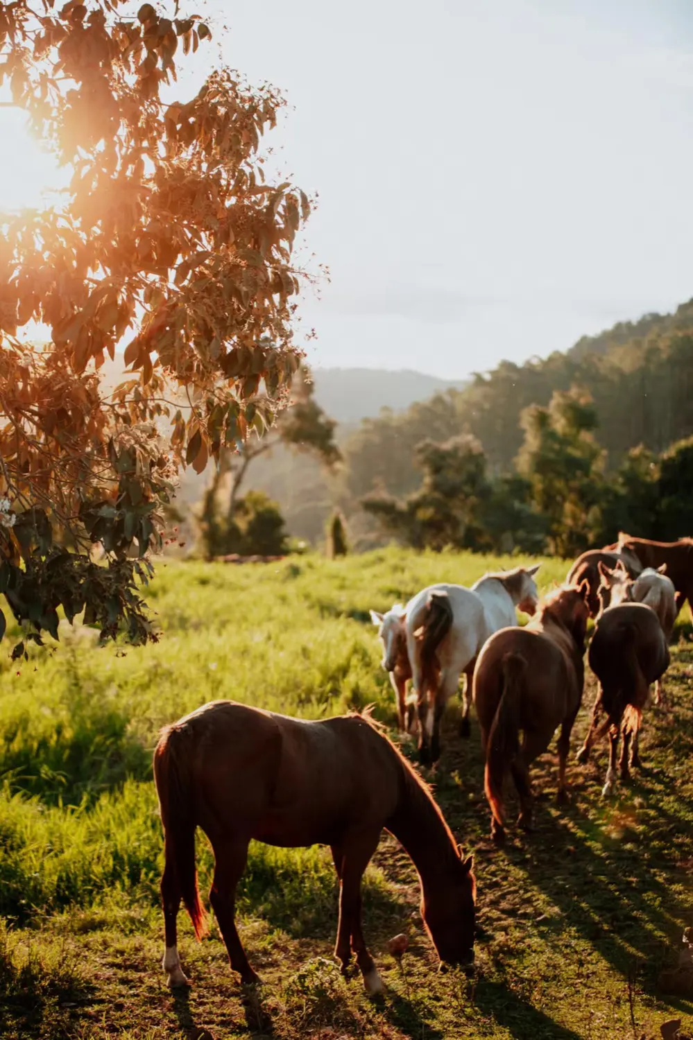 Cavalos no campo ao entardecer, na propriedade do Serra do Horizonte