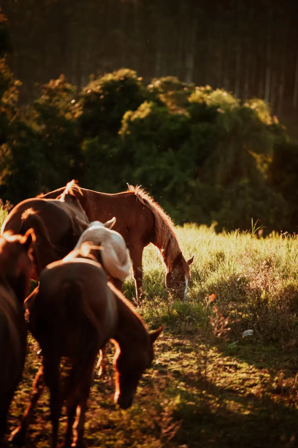 Cavalos pastando na luz dourada do fim de tarde